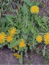 1 L Doff Advanced Glyphosate Knockdown Weed killer Spray Kills Weeds/Roots - Image 6